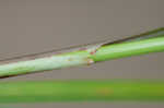 Bristly flatsedge